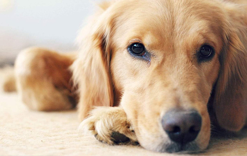 金毛掉毛時如何解決，金毛犬掉毛如何清除