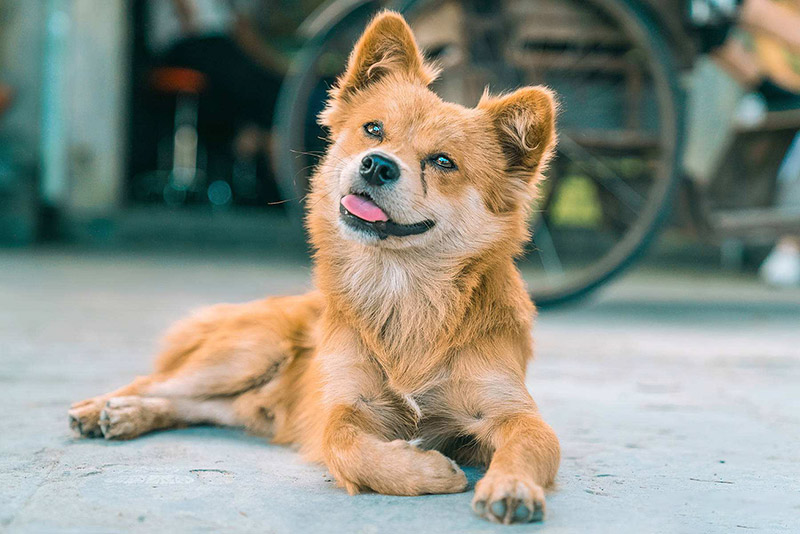 為“國(guó)犬”——中華田園犬正名！