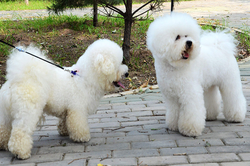 比熊犬怎么養(yǎng)？比熊犬吃什么？養(yǎng)比熊有哪些注意事項(xiàng)？