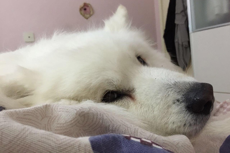 怎么處理狗狗淚痕，都來(lái)了解一下吧！