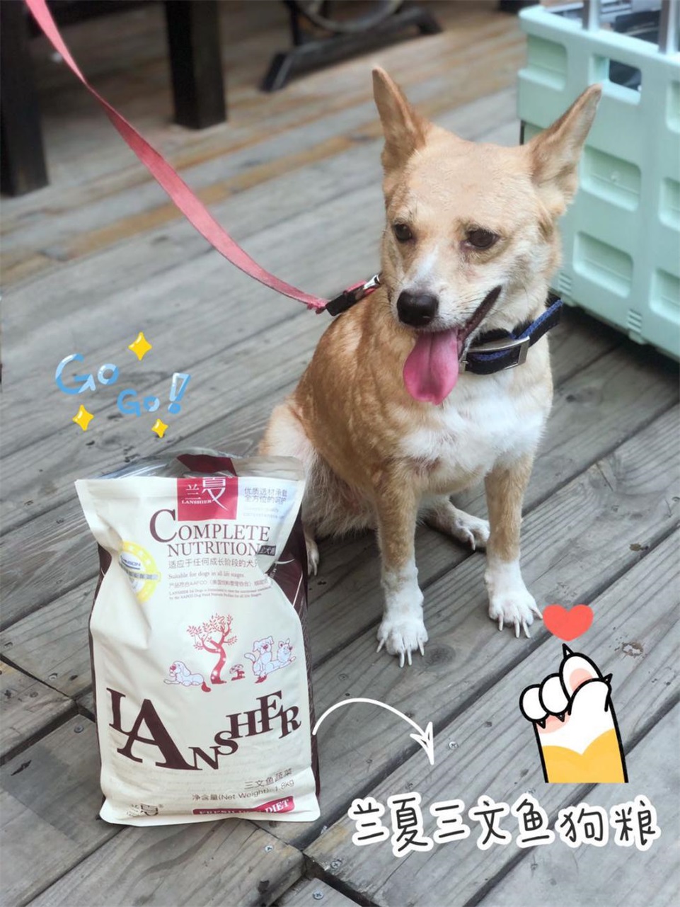 柴犬吃什么狗糧品牌比較好，蘭夏好還是比樂好？