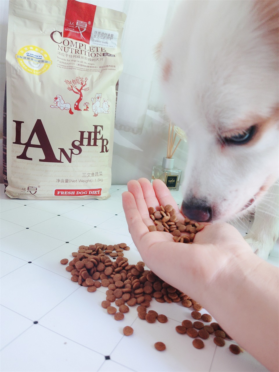 全方面守護(hù)狗狗健康，推薦蘭夏三文魚(yú)狗糧
