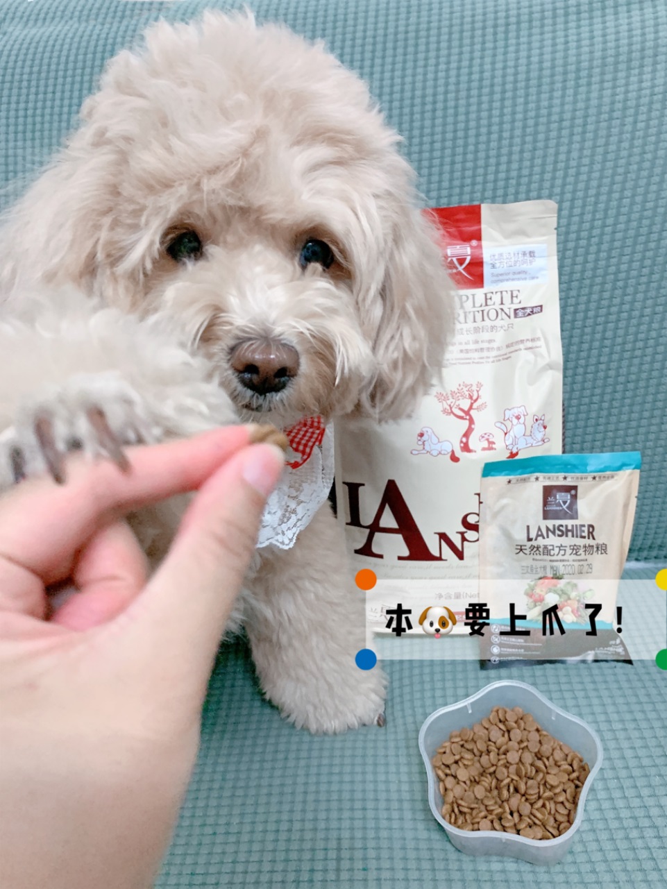 幼犬泰迪吃什么狗糧比較好，推薦蘭夏幼犬糧