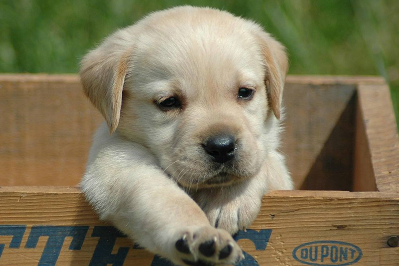 你知道怎么給拉布拉多幼犬喂食幼犬糧嗎？