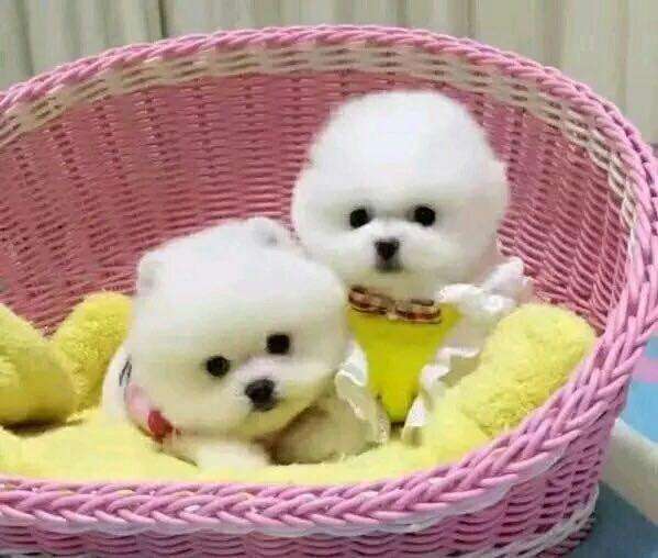 幼犬可以食用什么樣的狗糧呢？