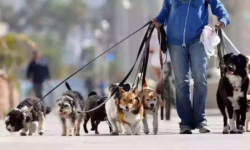 哈士奇幼犬適合吃什么狗糧，推薦蘭夏三文魚狗糧