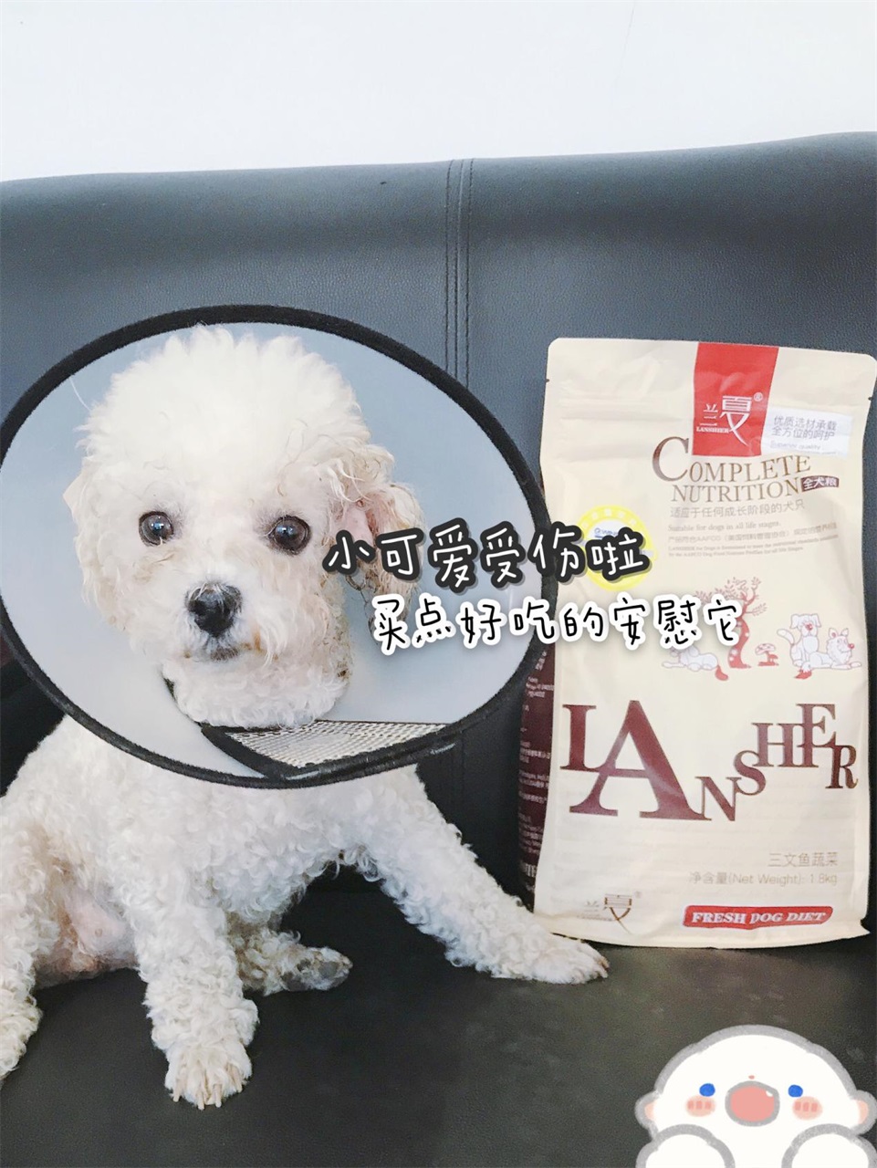 蘭夏小知識：比熊犬吃什么狗糧？如何選擇一款好狗糧？